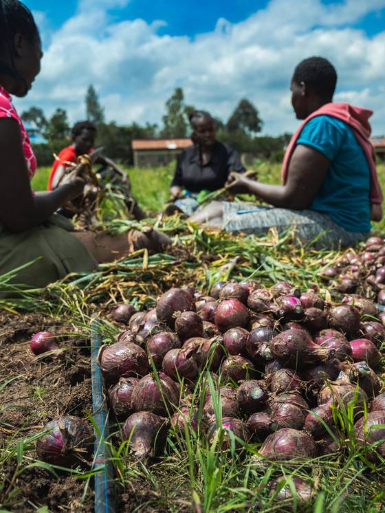Women sorting harvested onions in the field.