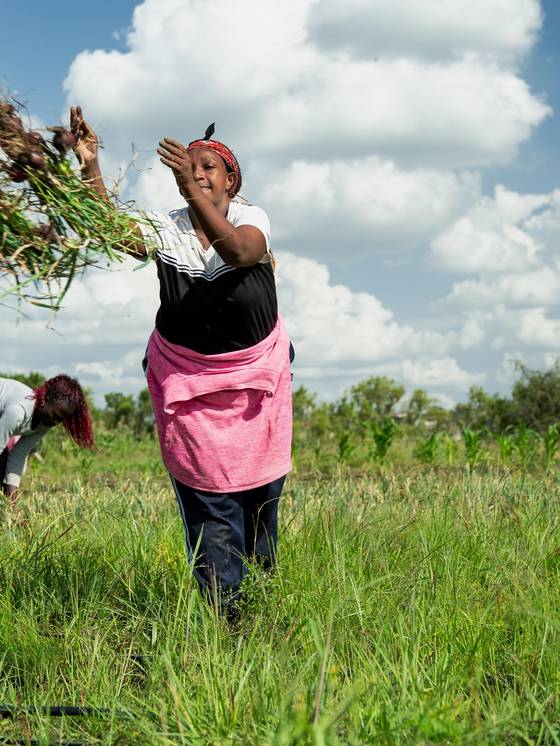 A worker carrying freshly lifted onions across the field.