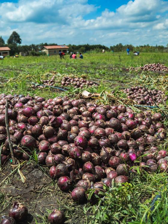 A pile of harvested red onions with the school in the distance.