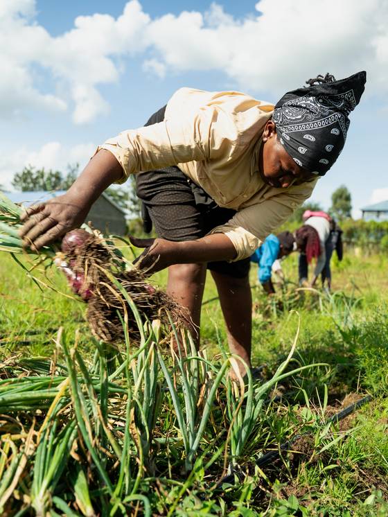 A woman harvesting onions by hand.