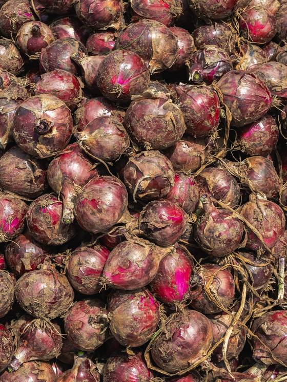 Close-up of harvested red onions.