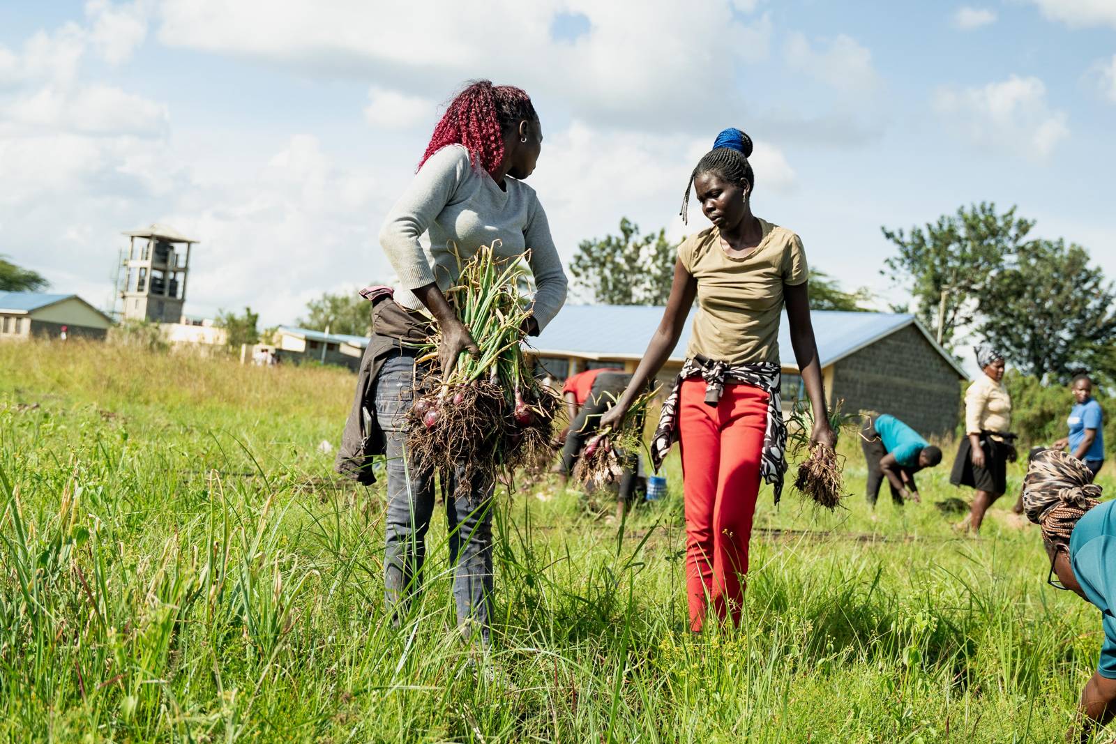 A farm team harvests red onions on school land in Kenya, with school buildings and a water tower in the background.