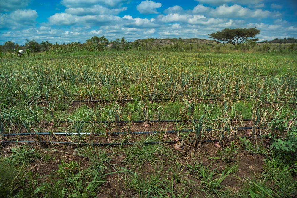 Drip irrigation lines running through onion beds on school land at the pilot site.