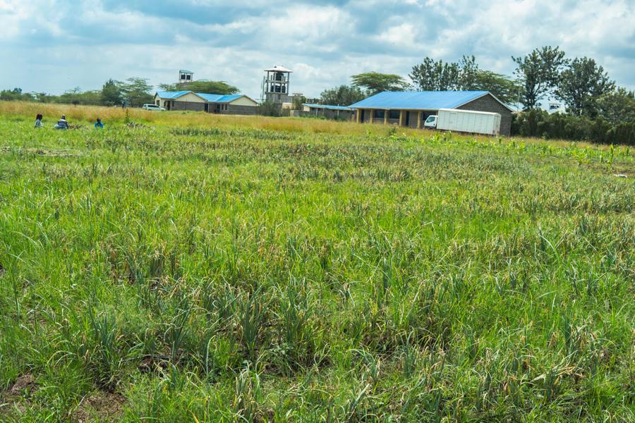 Seeds2Education, the original pilot site: a green field on school land with school buildings and a water tower behind.